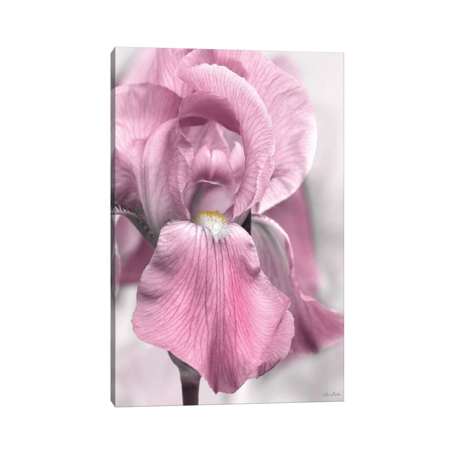 iCanvas "Pink Iris" by Lori Deiter Canvas Print - Bed Bath & Beyond